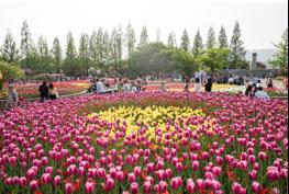 2020고양국제꽃박람회, 튤립 구근 58만개 식재 기사 이미지