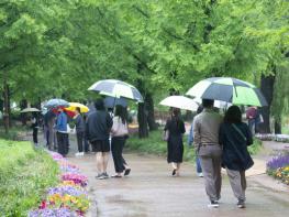 비오는 날의 ‘2024고양국제꽃박람회’ 풍경 기사 이미지