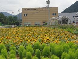파주시, 경관농업으로 농촌에 새로운 활력을 더하다 기사 이미지