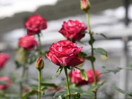 고양시, 자체 개발 장미 품종 특허권 이전 희망 업체 모집 기사 이미지