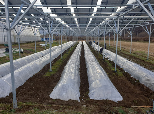 파주시, 전국 최초 ‘영농형 태양광 발전사업 지원 조례’ 제정