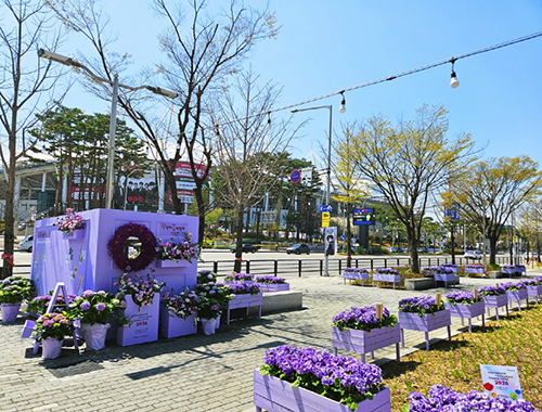 고양국제박람회재단, 꽃박람회 대비 보랏빛 화훼 포토존 설치