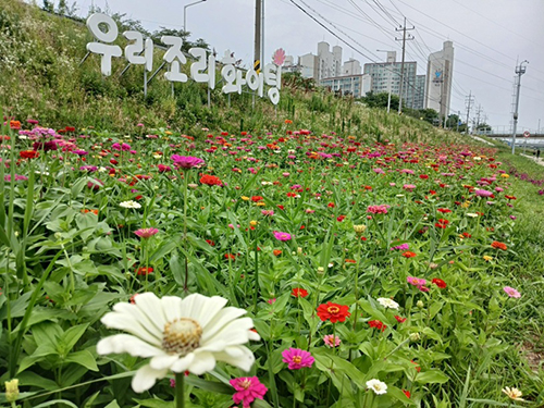 파주시 조리읍, 공릉천 수변공원 백일홍 만개…