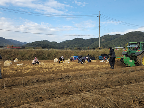 ‘제21회 파주개성인삼축제’ 준비 총력
